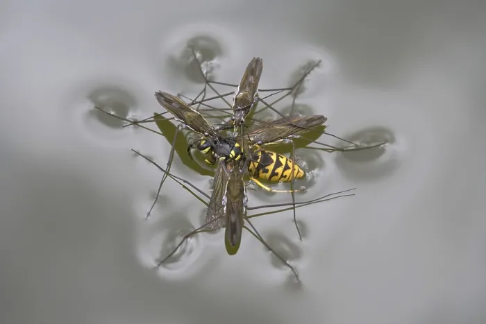 Framed Print : Common Pond Skater (Gerris lacustris)