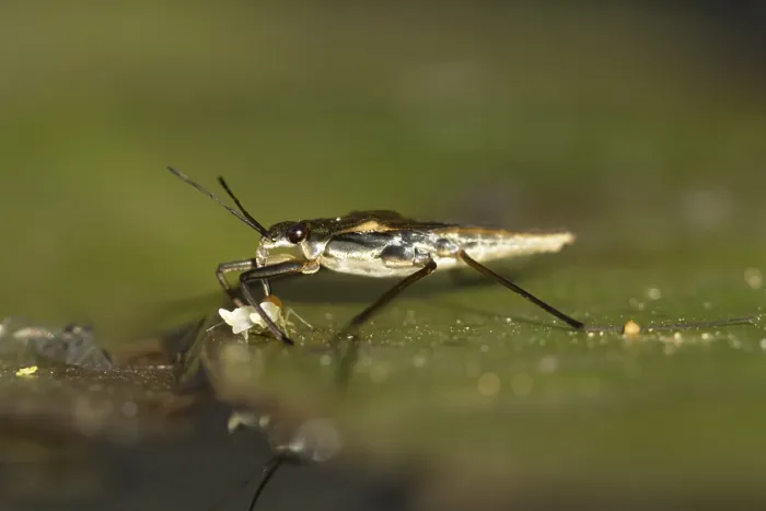 Framed Print : Common pond skater (Gerris lacustris)