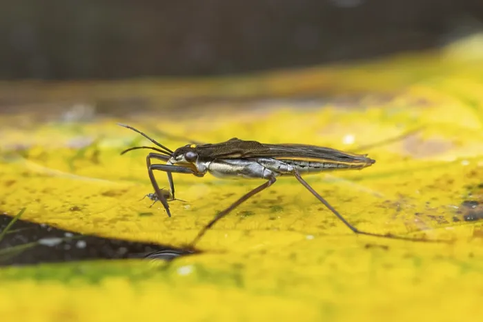 Framed Print : Common pond skater (Gerris lacustris)