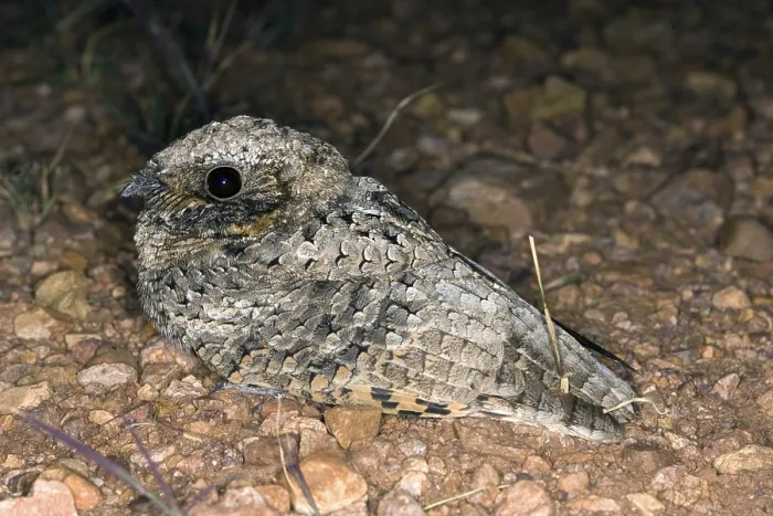 Framed Print : Common Poorwill Phalaenoptilus nuttallii Elgin Framed Print : Common Poorwill Phalaenoptilus nuttallii Elgin