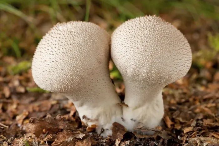 Framed Print : Common puffball mushrooms (Lycoperdon perlatum)