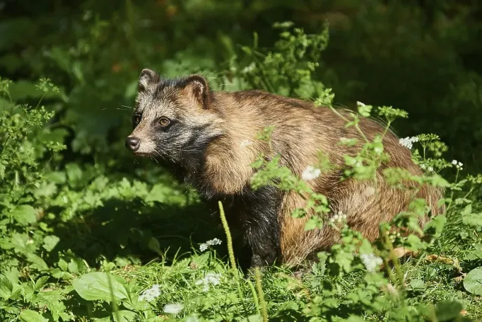 Framed Print : Common raccoon dog (Nyctereutes procyonoides) sitting in a forest