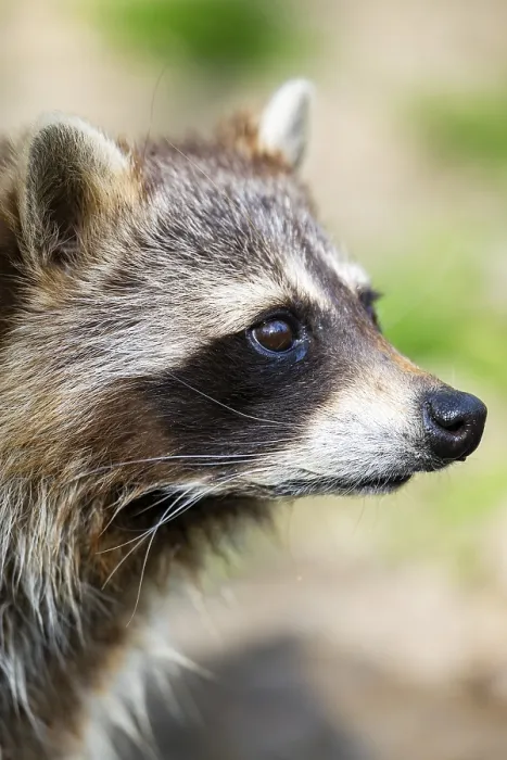 Framed Print : Common raccoon (Procyon lotor)