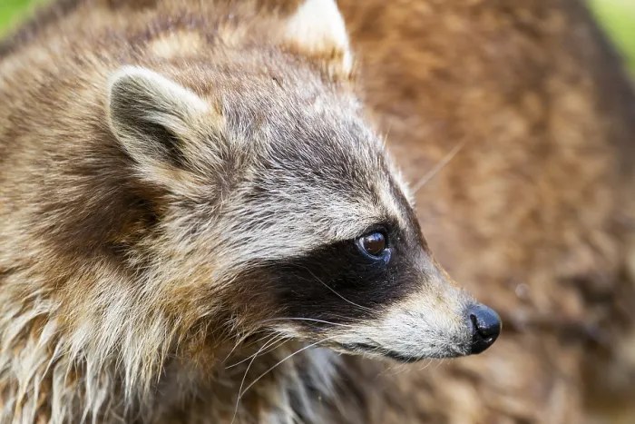 Framed Print : Common raccoon (Procyon lotor) Framed Print : Common raccoon (Procyon lotor)