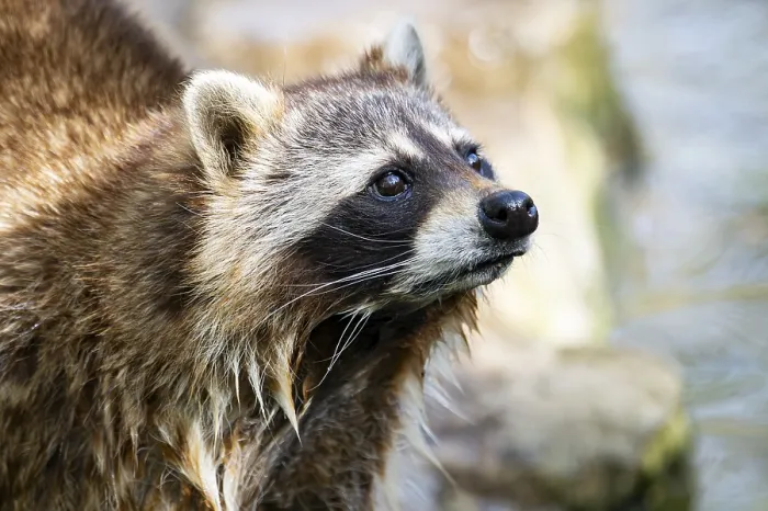 Framed Print : Common raccoon (Procyon lotor)