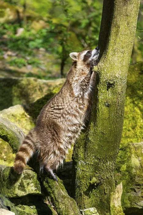 Framed Print : Common raccoon (Procyon lotor) climbing up a tree Framed Print : Common raccoon (Procyon lotor) climbing up a tree