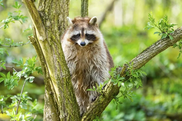 Framed Print : Common raccoon (Procyon lotor) climbing up a tree