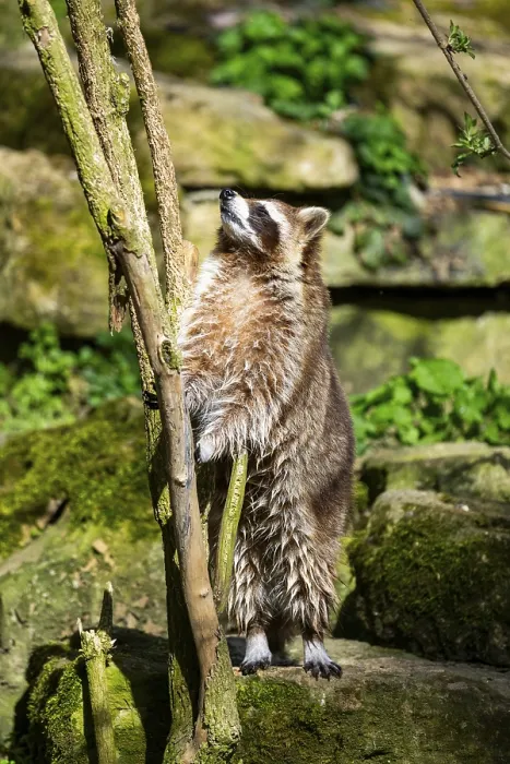 Framed Print : Common raccoon (Procyon lotor) climbing up a tree
