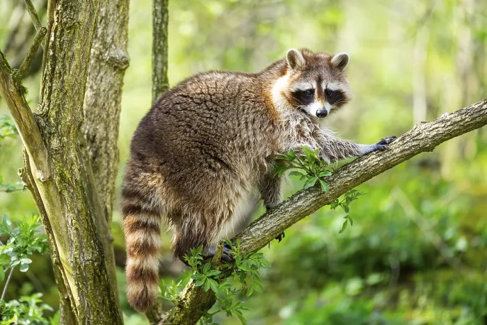 Framed Print : Common raccoon (Procyon lotor) climbing up a tree