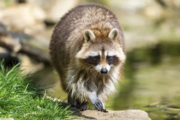 Framed Print : Common raccoon (Procyon lotor) walking on the ground Framed Print : Common raccoon (Procyon lotor) walking on the ground