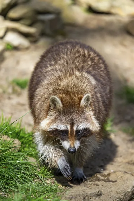 Framed Print : Common raccoon (Procyon lotor) walking on the ground