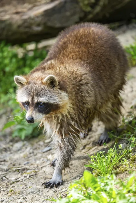 Framed Print : Common raccoon (Procyon lotor) walking on the ground Framed Print : Common raccoon (Procyon lotor) walking on the ground