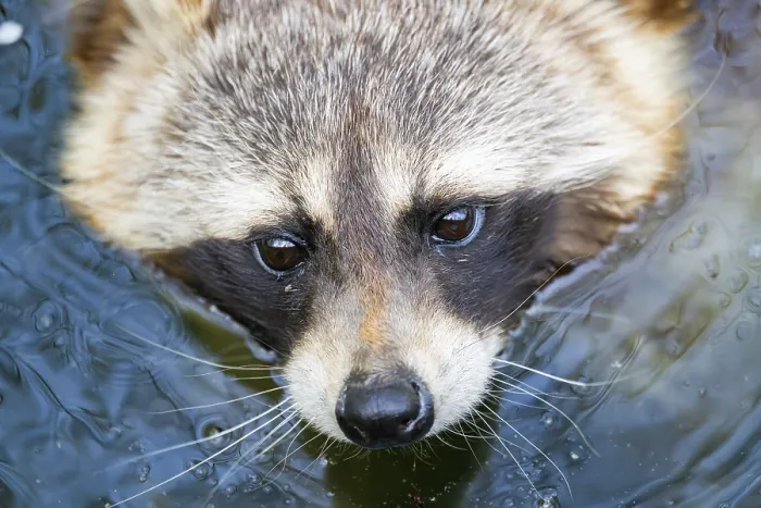 Framed Print : Common raccoon (Procyon lotor) in the water of a little lake