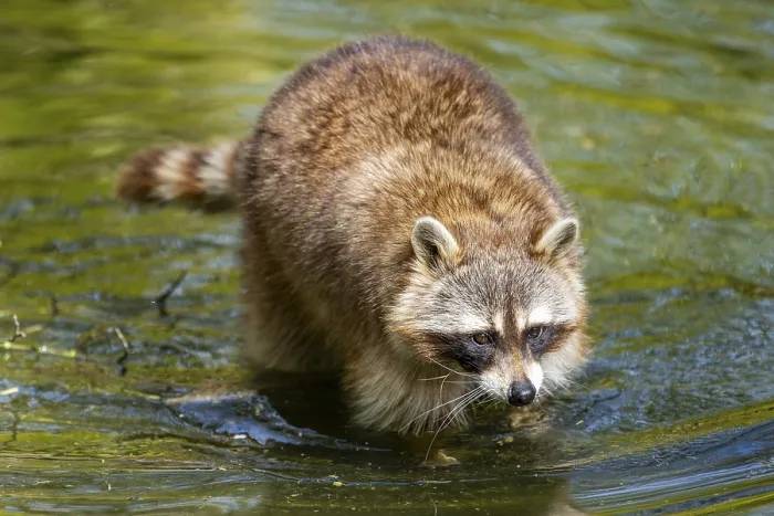 Framed Print : Common raccoon (Procyon lotor) in the water of a little lake Framed Print : Common raccoon (Procyon lotor) in the water of a little lake