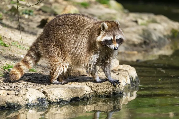 Framed Print : Common raccoon (Procyon lotor) on the watershore