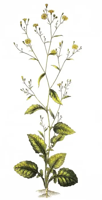 Framed Print : The Common Rain Cabbage, Lapsana communis
