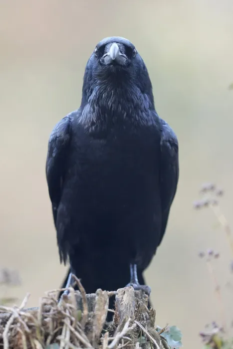 Framed Print : Common raven (Corvus corax), animal portrait