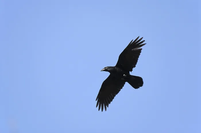 Framed Print : Common raven (Corvus corax) in flight Framed Print : Common raven (Corvus corax) in flight