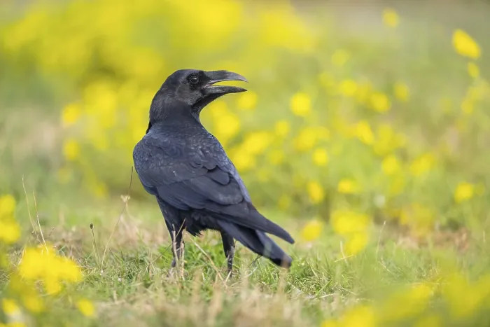 Framed Print : Common raven (Corvus corax) on a flowering meadow in autumn