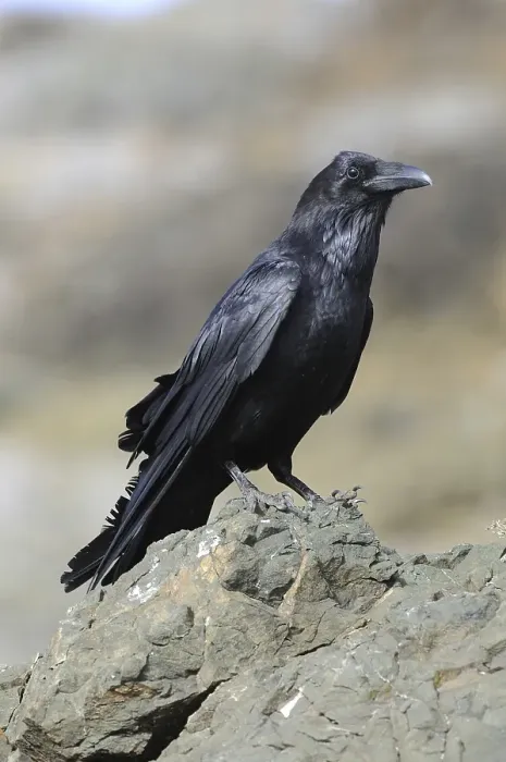 Framed Print : Common Raven (Corvus corax sinuatus)