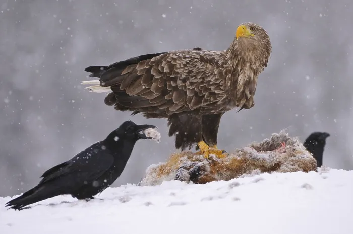 Framed Print : Common raven (Corvus corax) and White-tailed eagle (Haliaeetus albicilla) on fox carcasses