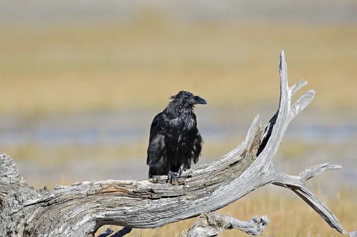 Framed Print : Common Raven (Corvus corax), Yellowstone National Park Framed Print : Common Raven (Corvus corax), Yellowstone National Park