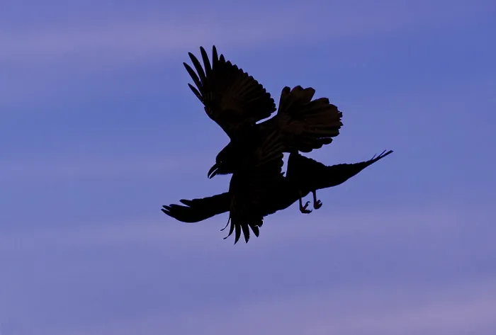 Framed Print : Common ravens (Corvus corax), flying games