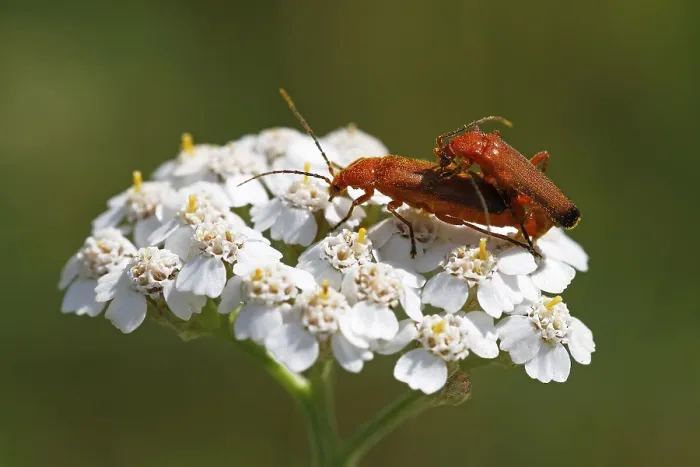 Framed Print : Common red soldier beetles (Rhagonycha fulva)