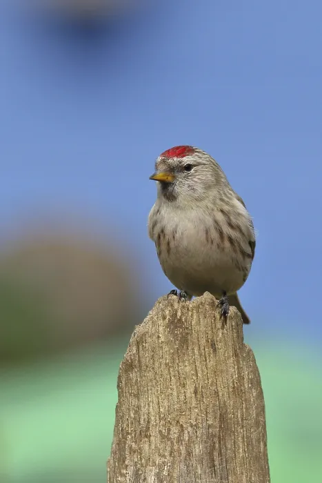 Framed Print : Common redpoll (Acanthis flammea) female Framed Print : Common redpoll (Acanthis flammea) female