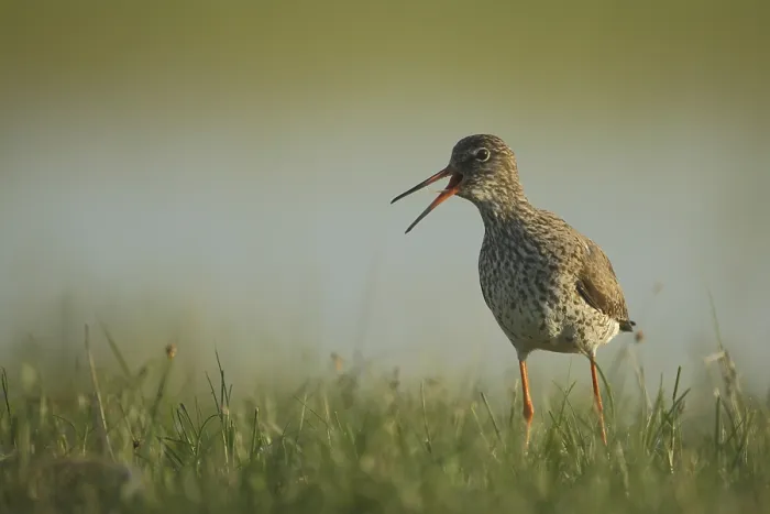 Framed Print : Common redshank (Tringa totanus) Framed Print : Common redshank (Tringa totanus)