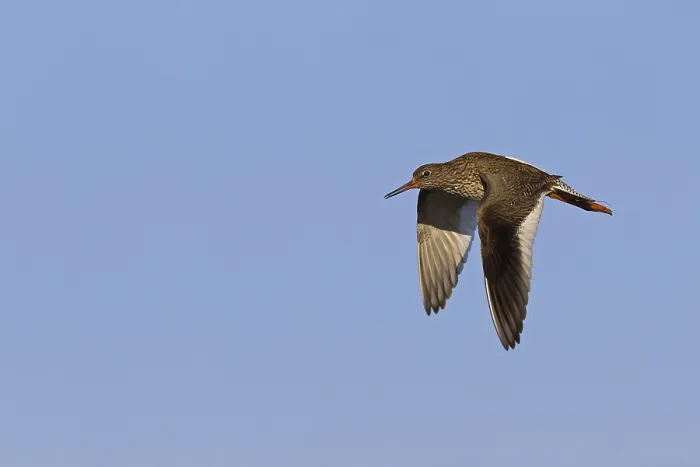 Framed Print : Common Redshank (Tringa totanus) in flight Framed Print : Common Redshank (Tringa totanus) in flight