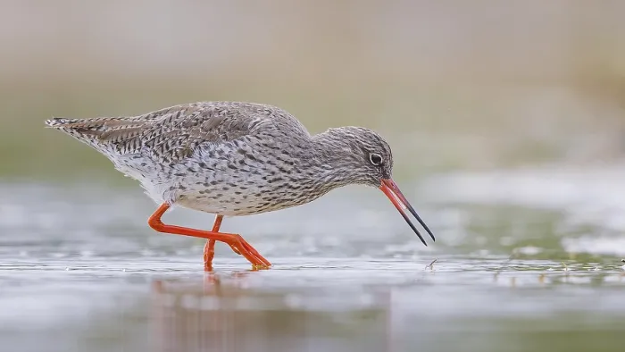 Framed Print : Common Redshank (Tringa totanus) foraging