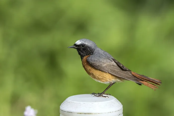 Framed Print : Common redstart - male sitting on a garden lamp (Phoenicurus phoenicurus) Framed Print : Common redstart - male sitting on a garden lamp (Phoenicurus phoenicurus)