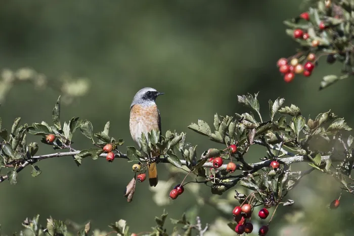 Framed Print : Common redstart (Phoenicurus phoenicurus)