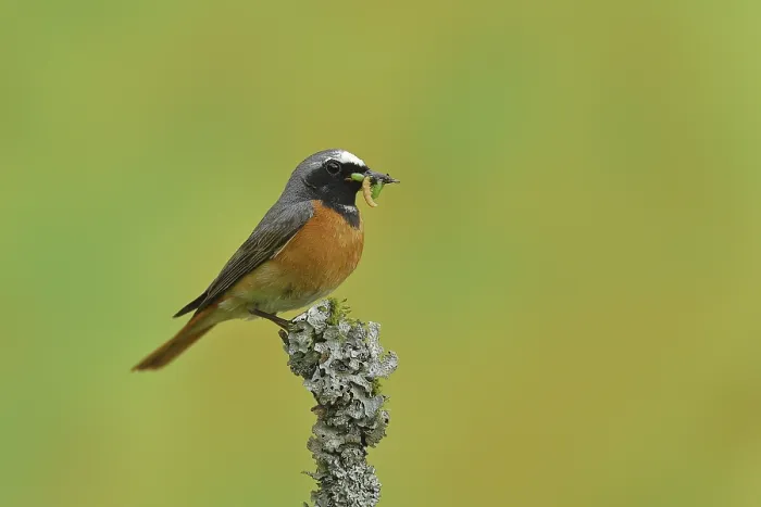 Framed Print : Common redstart (Phoenicurus phoenicurus) Framed Print : Common redstart (Phoenicurus phoenicurus)