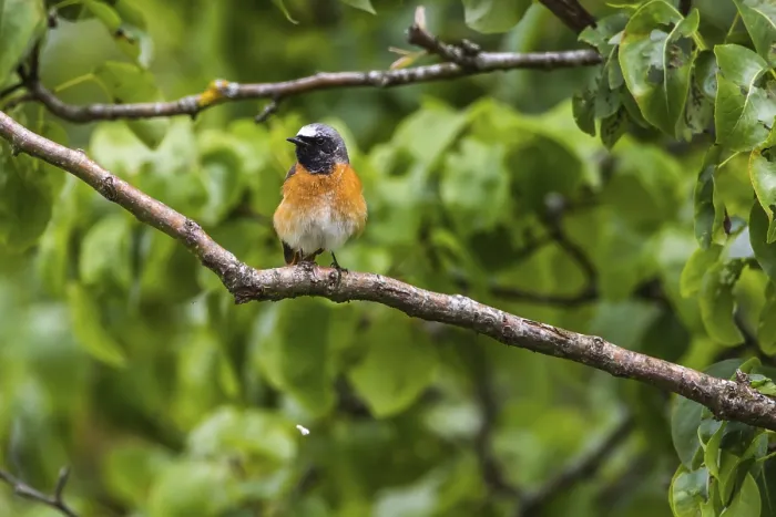 Framed Print : Common redstart (Phoenicurus phoenicurus) Framed Print : Common redstart (Phoenicurus phoenicurus)