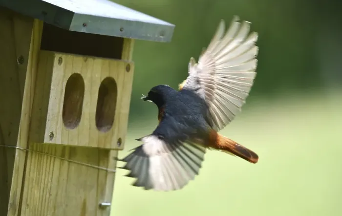 Framed Print : Common redstart (Phoenicurus phoenicurus) brings insects into the birdhouse Framed Print : Common redstart (Phoenicurus phoenicurus) brings insects into the birdhouse