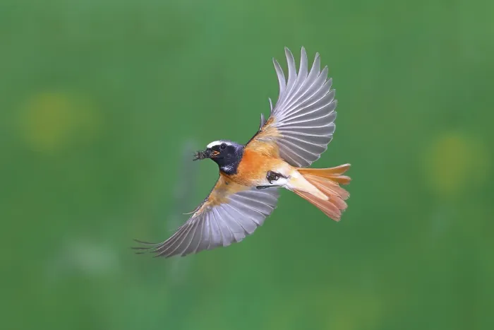 Framed Print : Common redstart (Phoenicurus phoenicurus) male with food in flight Framed Print : Common redstart (Phoenicurus phoenicurus) male with food in flight