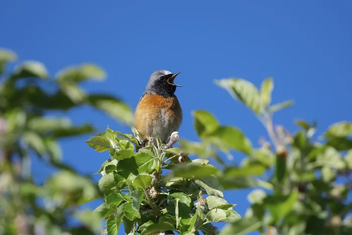 Framed Print : Common Redstart (Phoenicurus phoenicurus) male singing from a branch Framed Print : Common Redstart (Phoenicurus phoenicurus) male singing from a branch