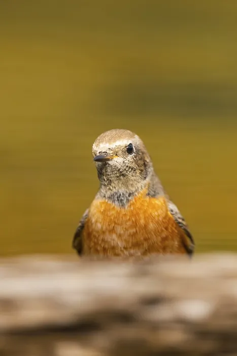 Framed Print : Common redstart (Phoenicurus phoenicurus) male at a water pool