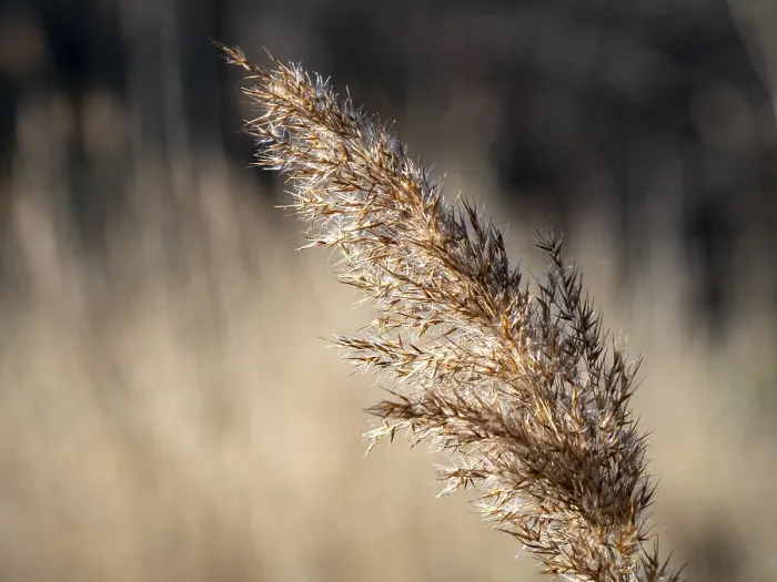 Framed Print : Common reed (Phragmites australis) on the bank of the Denstorf gravel pit near Braunschweig in backlight Framed Print : Common reed (Phragmites australis) on the bank of the Denstorf gravel pit near Braunschweig in backlight