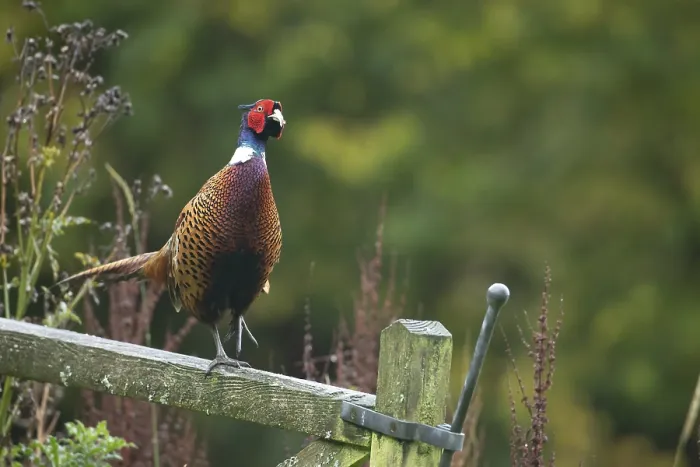 Framed Print : Common or Ringed-necked pheasant (Phasianus colchicus) adult male bird on a wooden gate Framed Print : Common or Ringed-necked pheasant (Phasianus colchicus) adult male bird on a wooden gate