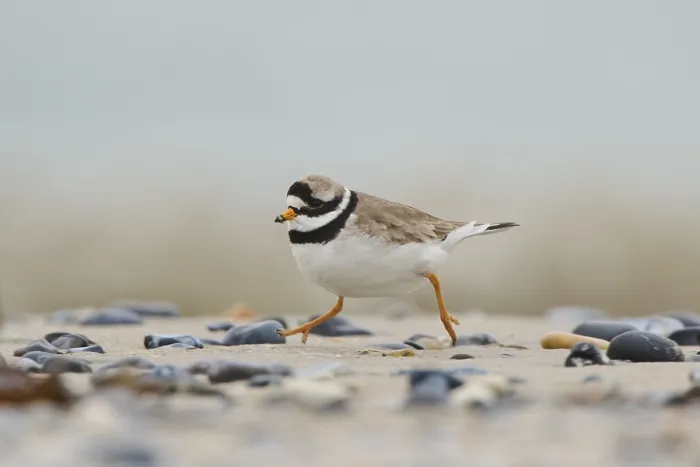 Framed Print : Common ringed plover (Charadrius hiaticula) on the beach Framed Print : Common ringed plover (Charadrius hiaticula) on the beach