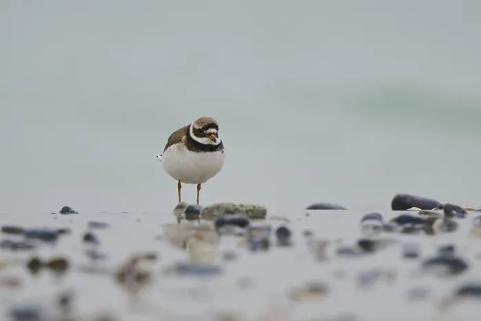 Framed Print : Common ringed plover (Charadrius hiaticula) on the beach Framed Print : Common ringed plover (Charadrius hiaticula) on the beach