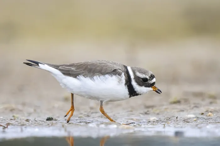 Framed Print : Common Ringed Plover (Charadrius hiaticula) foraging Framed Print : Common Ringed Plover (Charadrius hiaticula) foraging