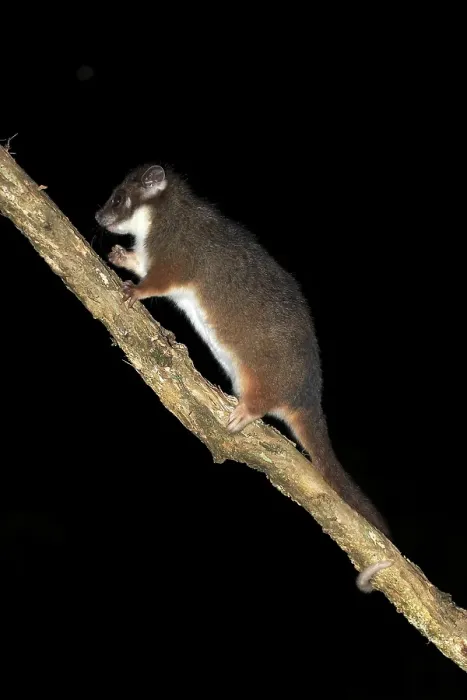 Framed Print : Common ringtail possum (Pseudocheirus viverrinus peregrinus)