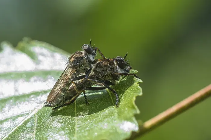 Framed Print : Common Robber Fly (Tolmerus atricapillus)