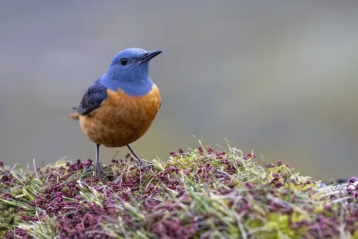 Framed Print : Common rock thrush (Monticola saxatilis)