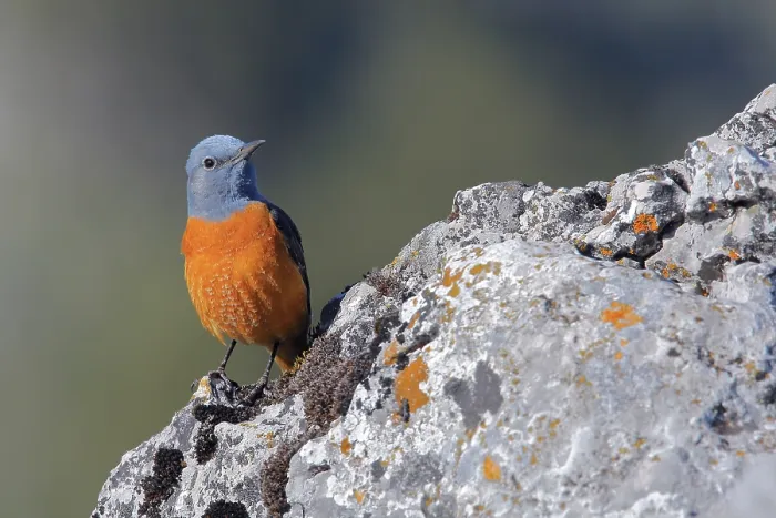 Framed Print : Common Rock Thrush (Monticola saxatilis) male perched on a rock Framed Print : Common Rock Thrush (Monticola saxatilis) male perched on a rock