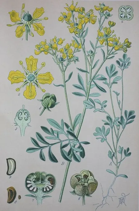 Framed Print : Common rue (Ruta graveolens), historical illustration from 1885 Framed Print : Common rue (Ruta graveolens), historical illustration from 1885